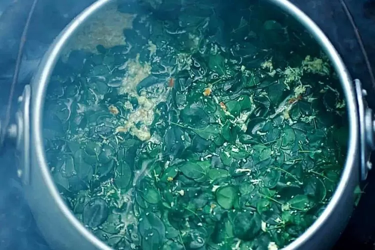 Resep Sayur Lik Lik Daun Kelor Masakan Khas Lombok Kabar Palu