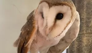 Mengenal 7 Satwa Nokturnal Unik di Safari Malam Taman Safari Bogor, Tiket Rombongan Mulai dari Rp165.000