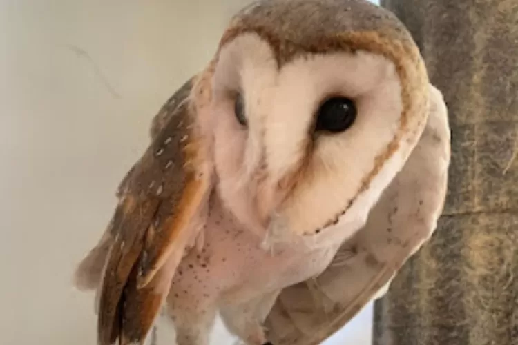 Salah satu satwa di Taman Safari Bogor. 