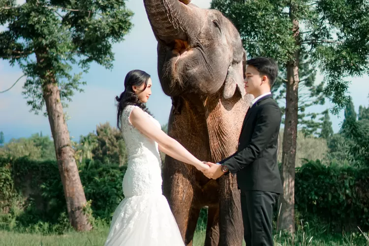 Paket pernikahan unik di Royal Safari Garden, bisa prewedding bareng satwa (Royal Safari Garden)