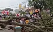 Detik-Detik Pohon Besar Tumbang di  Alun-Alun Pemalang, 3 Jamaah Meninggal Saat Persiapan Shalat Id