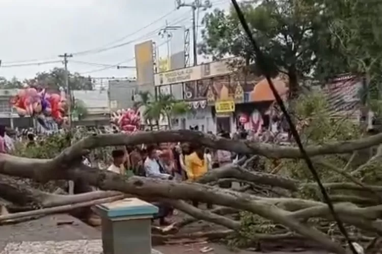 Pohon tumbang di Alun-Alun Pemalang menewaskan 3 jamaah.  (HukamaNews.com)