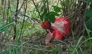 Masyarakat Gunungsindur Digegerkan dengan Penemuan Kepala Babi di Kebun Milik Warga