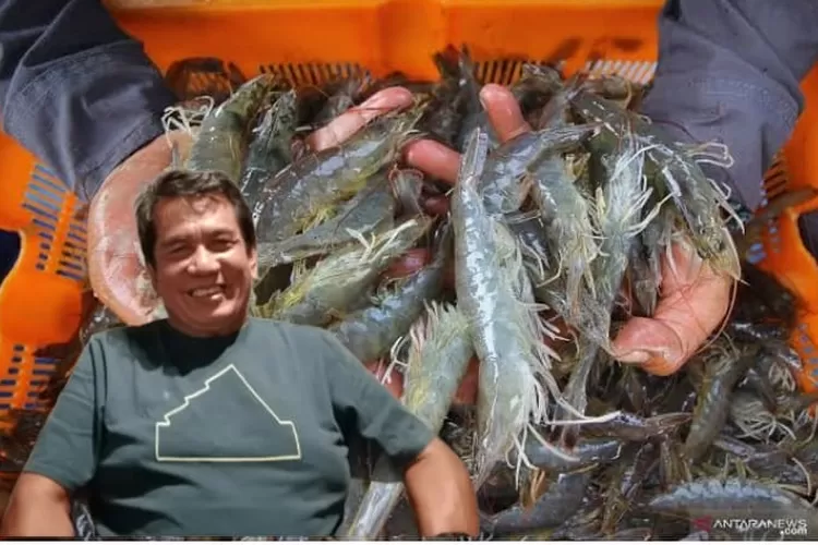 Proses panen udang Vaname. Foto insert: Dr. Hasanuddin Atjo.. 