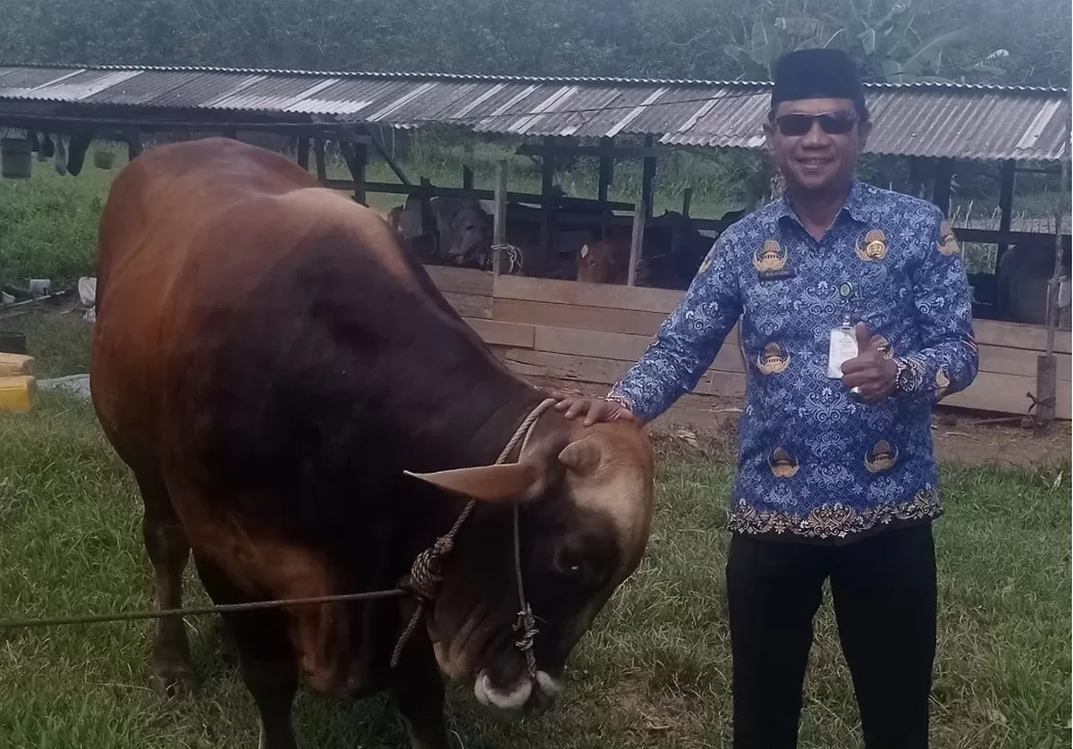 Sapi Kurban bantuan Presiden RI didistribusikan ke Kecamatan Laut, Kabupaten Natuna.