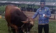 Presiden Prabowo Didistribusikan Sapi Kurban ke Pulau Terluar Natuna