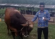 Presiden Prabowo Didistribusikan Sapi Kurban ke Pulau Terluar Natuna
