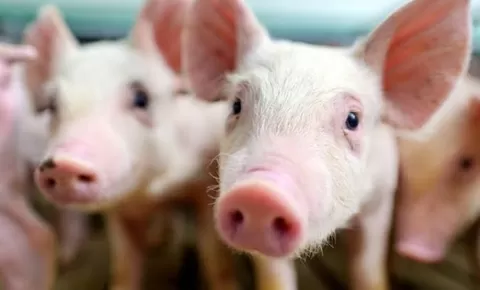 Jangan Asal Dikerjakan, Ternyata Ini Ketentuan Pemilihan Lokasi Kandang Babi yang Baik Agar Produksi Meningkat