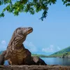 Sejarah Komodo: Reptil Purba dari Australia yang Tinggal di Provinsi Nusa Tenggara Timur, Benarkah?