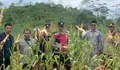 Polsek Sukanagara Kawal Panen Raya Jagung Hibrida di Sukarame