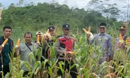 Polsek Sukanagara Kawal Panen Raya Jagung Hibrida di Sukarame