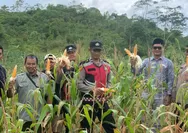 Polsek Sukanagara Kawal Panen Raya Jagung Hibrida di Sukarame