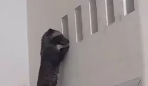 Dramatis! Musang Teror Warga Perumahan Bukit Cengkeh Cimanggis Depok, Sempat Intai Penghuni Rumah Lewat Ventilasi