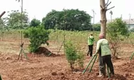 Puluhan Pohon Produktif Ditanam di Perumahan Citra V
