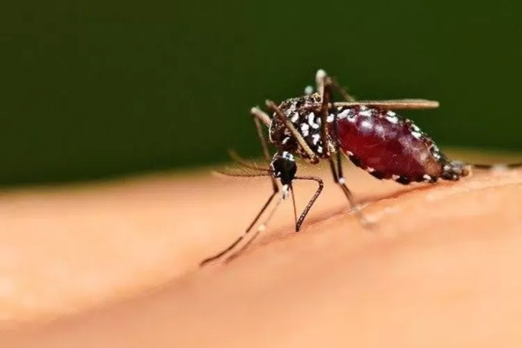 Ilustrasi Malaria (Ist)