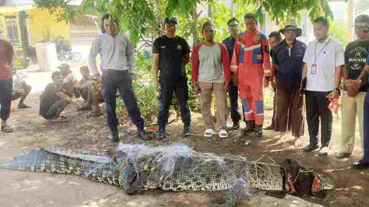 Seekor buaya panjang 4,1 meter berhasil ditangkap warga Kampung Kolam di Seijang dan dievakuasi DPKP Kota Tanjungpinang. (Foto:Diskominfo Tanjungpinang) 