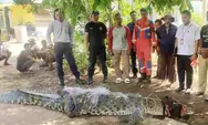 DPKP Tanjungpinang Evakuasi Buaya 4,1 Meter Hasil Tangkapan Warga di Seijang