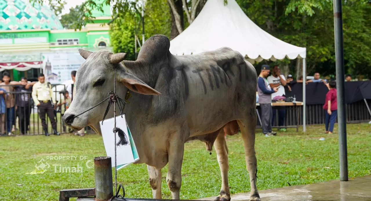 Program kurban PT TIMAH menghadirkan manfaat berantai, dari peternak lokal hingga masyarakat penerima bantuan.
