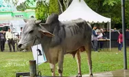 Tak Hanya Berbagi Kurban, PT TIMAH Juga Bantu Peternak Lokal Tetap Bertahan di Tengah Turunnya Permintaan Sapi