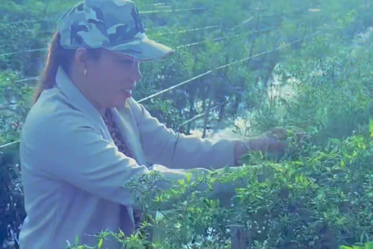 Misnah di ladang cabainya yang sebentar lagi akan dipanen.