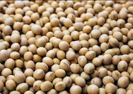 Titiek Soeharto Sentil Mentan Amran soal Kedelai, Konsumsi Dalam Negeri Banyak tapi Masih Impor