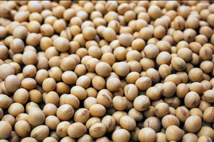 Ilustrasi kedelai - Titiek Soeharto minta Kementan untuk swasembada kedelai. (Unsplash/Daniela Paola)