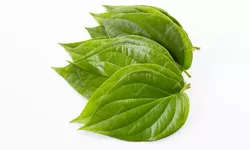 5 Mitos dan Fakta Seputar Daun Sirih yang Mungkin Belum Kamu Ketahui