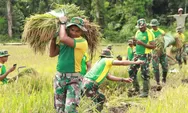 Yonif 754/ENK Panen Padi Perdana Program Swasembada Pangan Presiden Prabowo