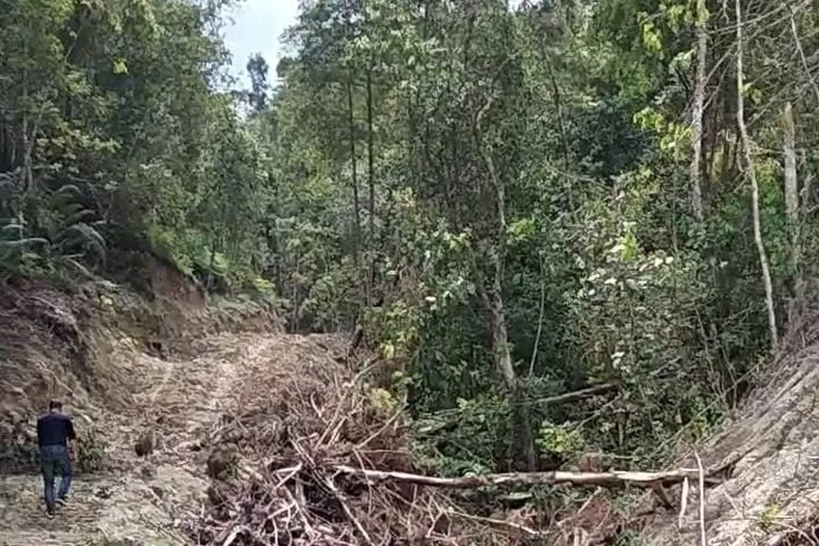 Sumber air yang berada di perlintasan jalan parratusan hingga dusun Hopong Hutatua tertutupi bekas penebangan dan longsoran tanah bekas pengambilan kayu. (Realitasonline id - AS)