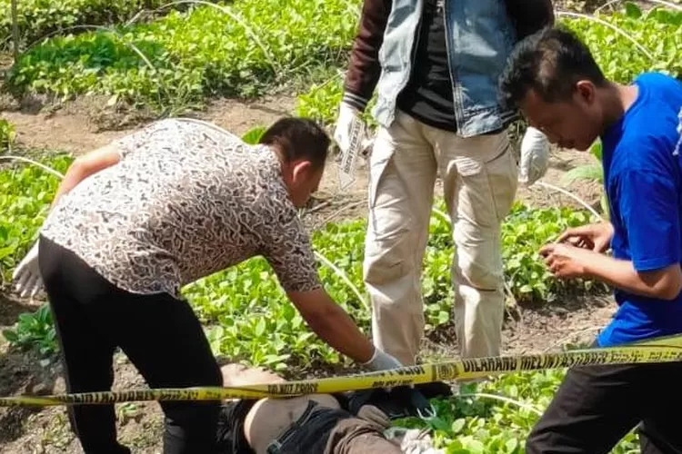 Polisi melakukan olah tempat kejadian penemuan mayat di sawah Desa Gebanganom Kangkung Sabtu 20 juli 2024.  (edi prayitno/kontributor Kendal)