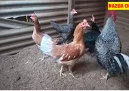 Ternak Ayam KUB, 1 Jantan 5 Betina: Hasilnya Cukup Menggiurkan Bagi Peternak Rumahan