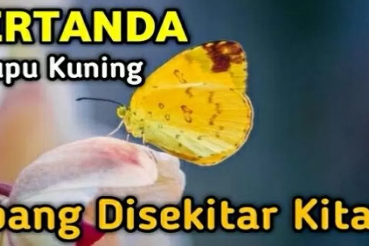 Mengungkap arti kupu-kupu kuning terbang di sekitar kita. (Tangkapan layar kanal YouTube Reyhan TV)