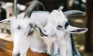 Baznas merilis harga kambing menjelang Idul Adha 2025, mulai dari 2 juta hingga 6 juta