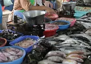 Menyelami Kehidupan Pasar Ikan Pantai Carita: Keberagaman dan Kebahagiaan di Tepi Laut