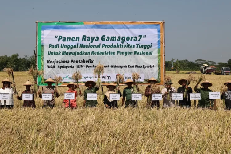 Varietas Baru Padi Gamagora Panen Perdana Di Ngawi Ini Hasil Dan Keunggulannya Jawatimuran