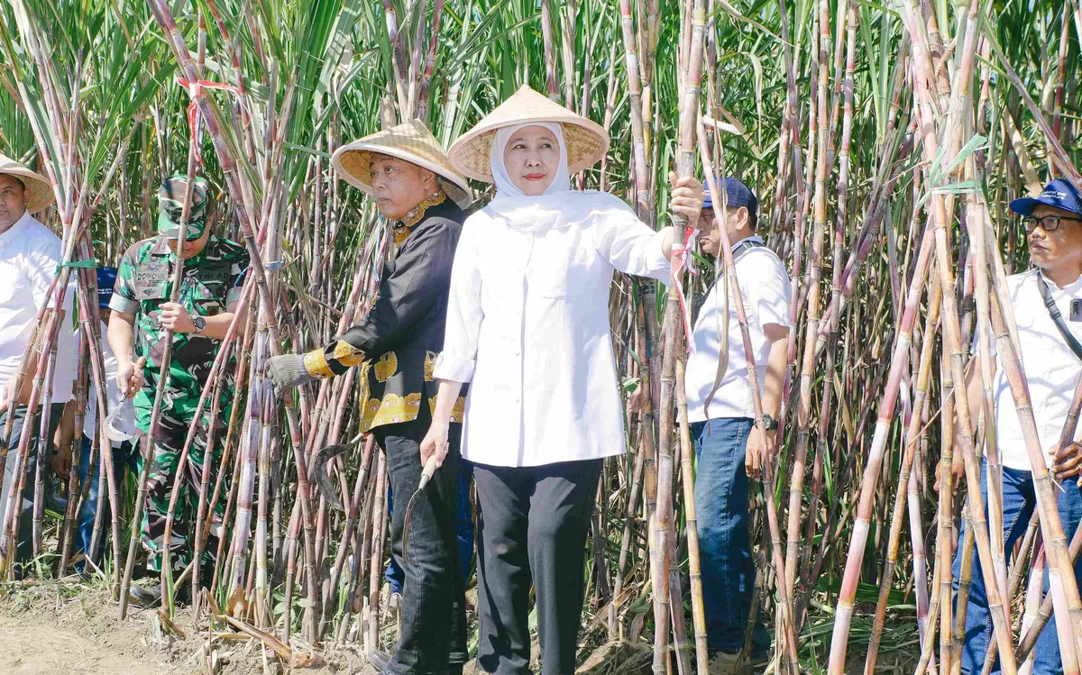 Gubernur Jatim Khofifah Indar Parawansa, di tengah tanaman tebu di Desa Putukrejo, Kecamatan Gondanglegi, Kabupaten Malang. (Ist).