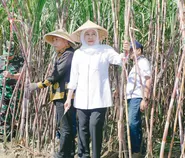 Sumbang 51 Persen, Jatim Penyumbang Swasembada Gula Nasional