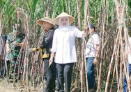Sumbang 51 Persen, Jatim Penyumbang Swasembada Gula Nasional