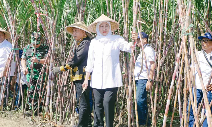 Sumbang 51 Persen, Jatim Penyumbang Swasembada Gula Nasional
