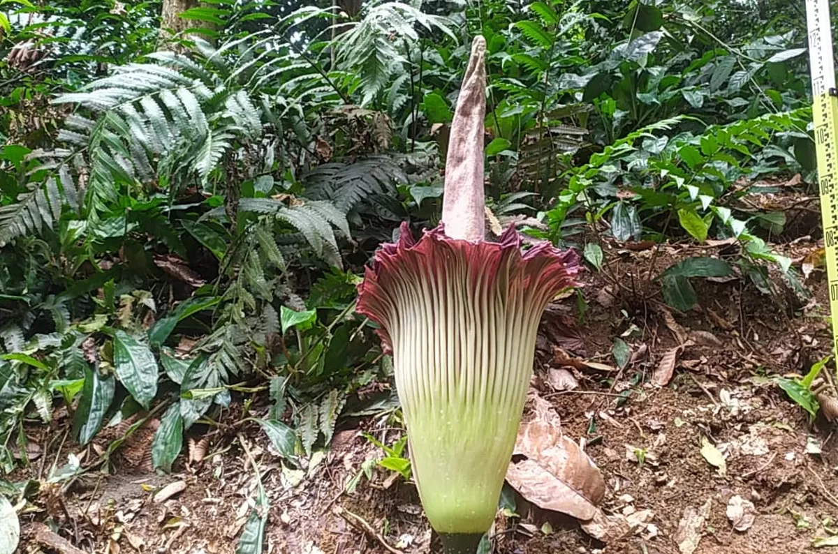 Bunga Bangkai Amorphophallus Titanum Mekar Sempurna, Ratusan Pengunjung Padati Kebun Raya Bogor (Dims / Jurnalmetropolitan.com)