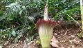 Bunga Bangkai Amorphophallus Titanum Mekar Sempurna, Ratusan Pengunjung Padati Kebun Raya Bogor