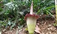 Bunga Bangkai Amorphophallus Titanum Mekar Sempurna, Ratusan Pengunjung Padati Kebun Raya Bogor