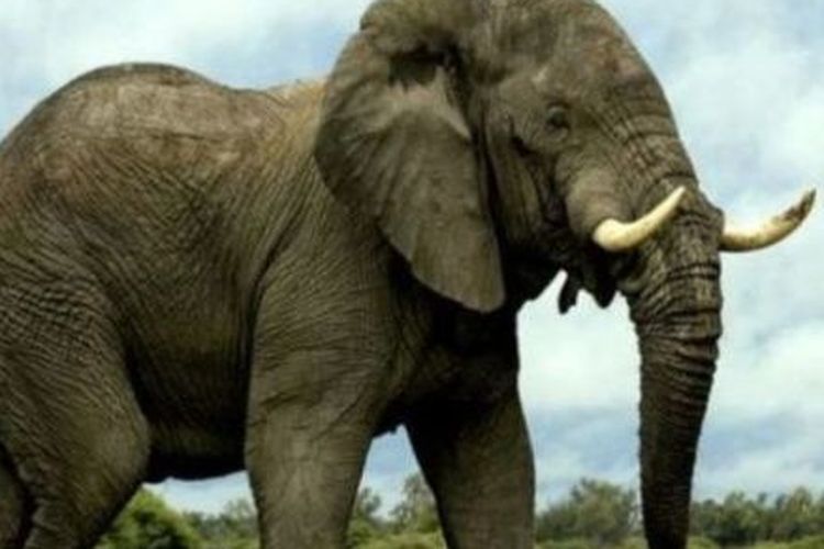 Presiden Prabowo Siapkan Inpres Khusus Selamatkan Gajah Sumatera dan Borneo