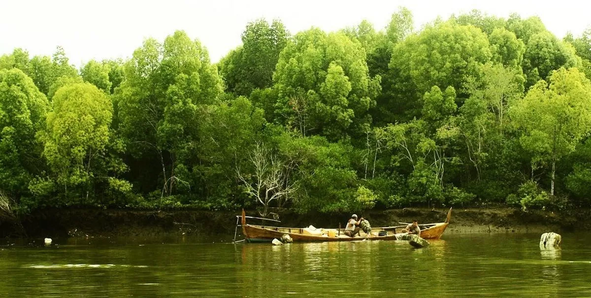 Mangrove sebagai benteng alami pesisir menjadi fokus pemulihan setelah maraknya alih fungsi lahan ilegal di kawasan hutan. (Facebook.com @Bbksda Sumatera Utara)