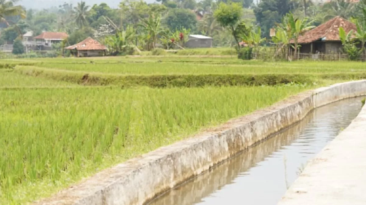 Mentan Amran menekankan pentingnya percepatan mitigasi tersebut. Mulai dari menggerakkan oplah (optimalisasi lahan) rawa, cetak sawah, pompanisasi, hingga irigasi perpompaan (irpom) termasuk sumur dalam dan sumur dangkal. (pertanian.go.id)