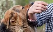 Kasus rabies masih tinggi di NTT dan Bali, warga diminta waspada