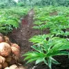 Gencarkan Potensi Pertanian Porang, di Provinsi Bangka Belitung, Ekspor 26,5 Ton