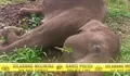 BKSDA Aceh Temukan Gajah Sumatera Mati, Diduga Sengatan Listrik