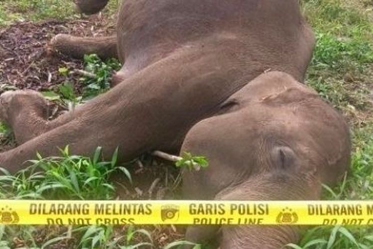 BKSDA Aceh Temukan Gajah Sumatera Mati, Diduga Sengatan Listrik