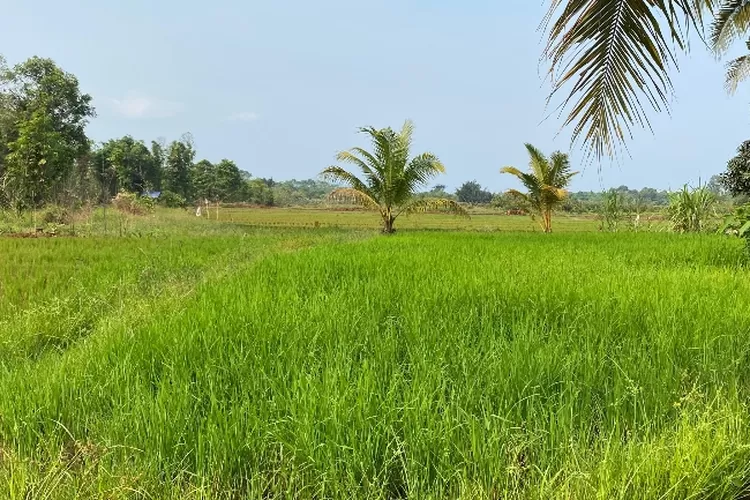 Sawah warga one pute jaya disekitar aktivitas pertambangan PT Vale IGP Morowali (Metrosulteng)